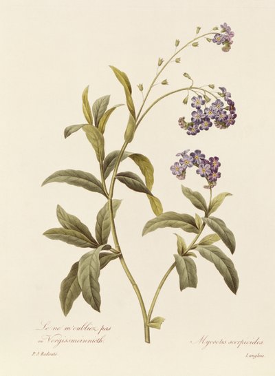 Forget-me-not by Pierre Joseph Redouté